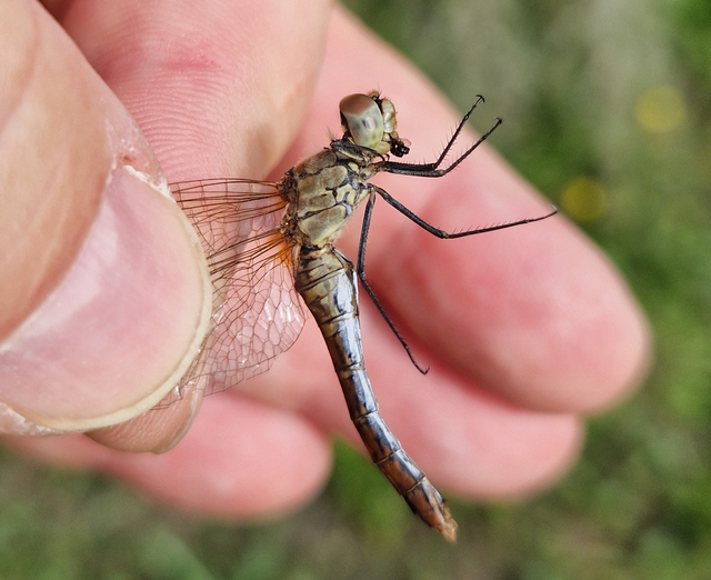 Sympetrum sanguineum - vörös katona-szitakötő