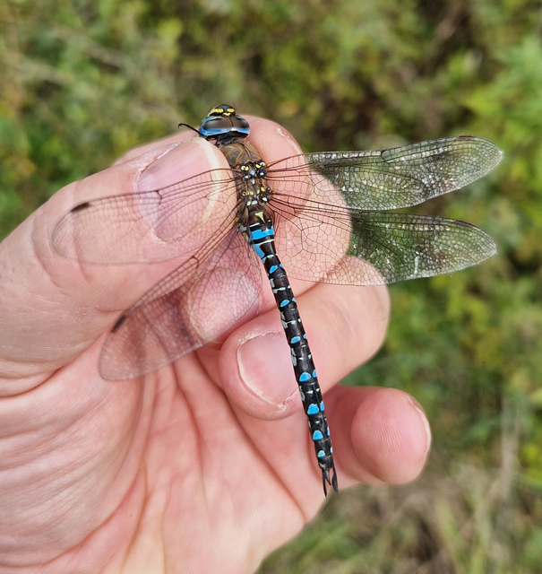 Aeshna mixta - kései karcsúacsa