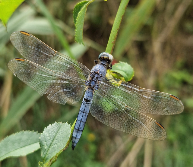 Orthetrum coerulescens - karcsú pásztorszitakötő