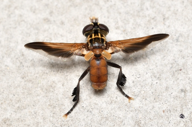 Trichopoda pictipennis - tollaslábú poloskalégy