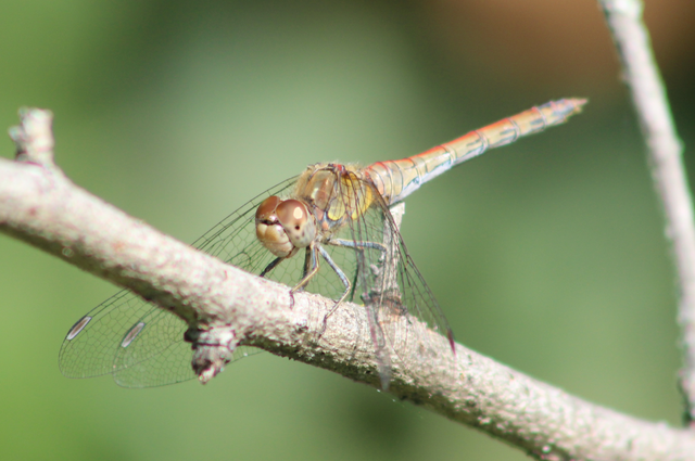 Sympetrum striolatum - harántsávos katona-szitakötő