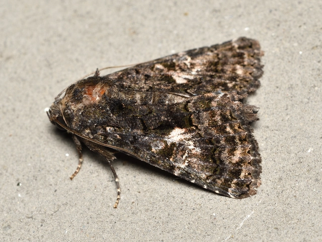 Anophia leucomelas - déli folyófűbagoly