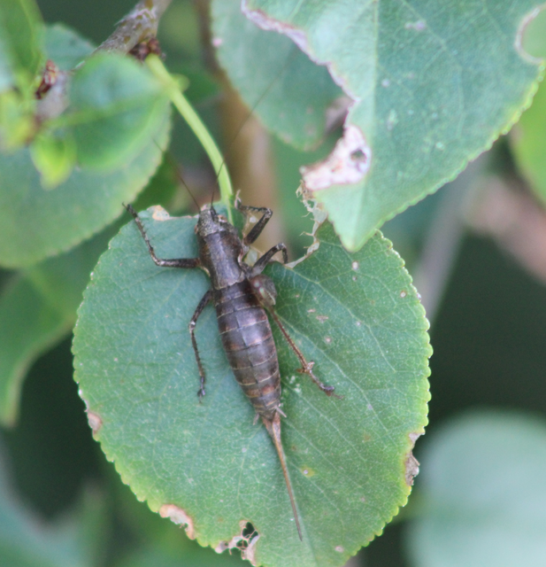 Rhacocleis germanica - német szöcske