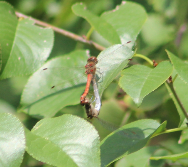 Sympetrum striolatum - harántsávos katona-szitakötő