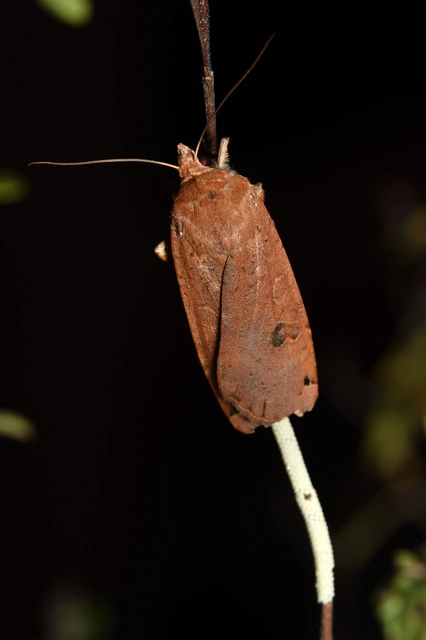 Noctua pronuba - nagy sárgafűbagoly