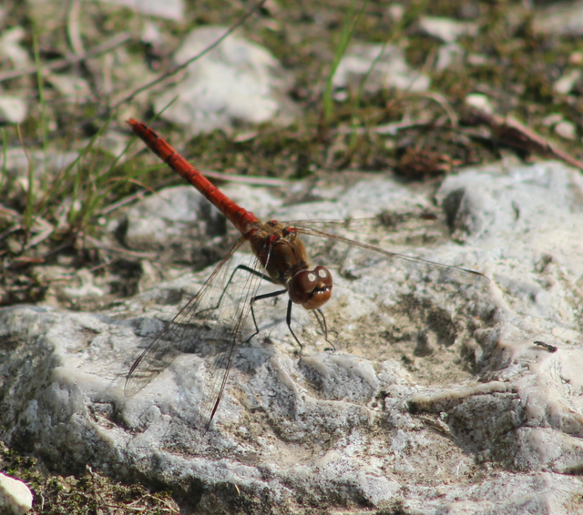 Sympetrum striolatum - harántsávos katona-szitakötő