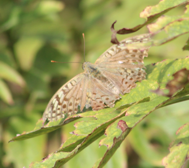 Argynnis pandora - zöldes gyöngyházlepke