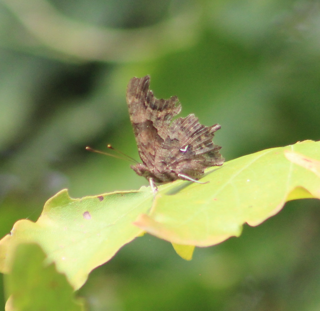 Nymphalis c-album - C-betűs lepke
