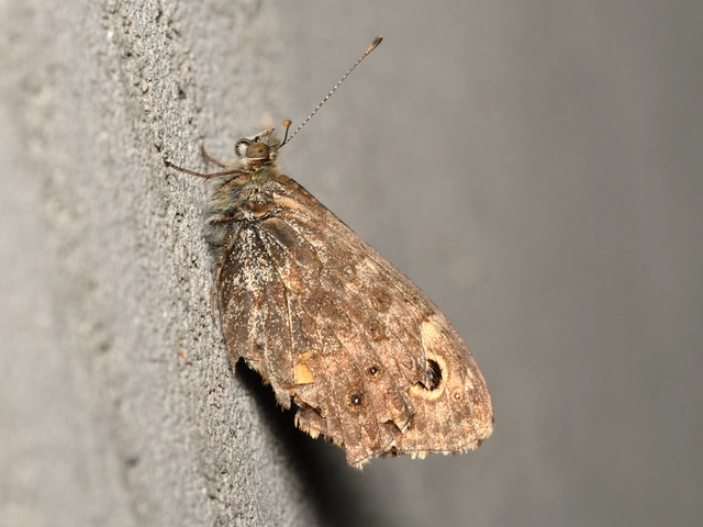 Lasiommata megera - vörös szemeslepke