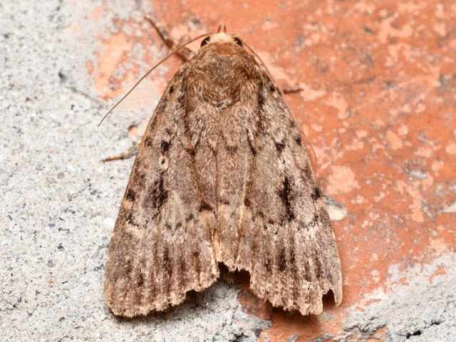 Amphipyra berbera/pyramidea