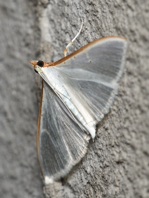 Palpita vitrealis - hófehér tűzmoly