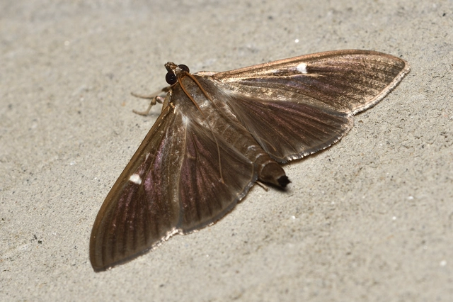 Cydalima perspectalis - puszpáng-tűzmoly