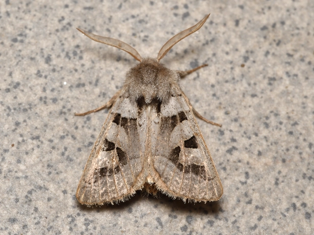 Episema
