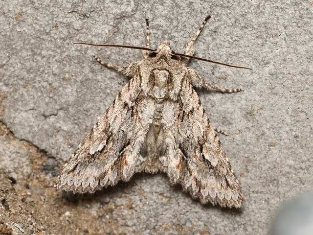 Meganephria bimaculosa - kétfoltos szilbagoly