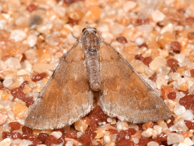 Pennithera firmata - sárgásvörös fenyőaraszoló