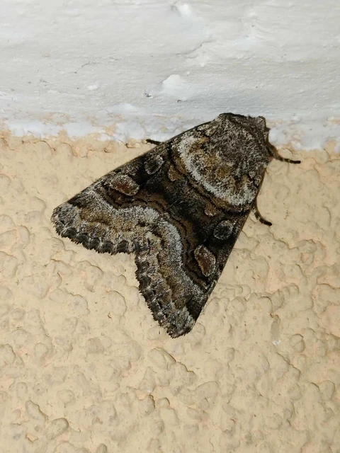 Cleoceris scoriacea - szürke liliombagoly