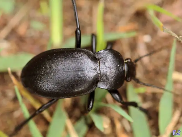 Carabus hungaricus - magyar futrinka Carabus hungaricus - magyar futrinka