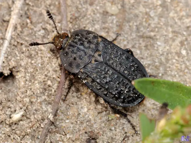Thanatophilus rugosus - ripacsos dögbogár