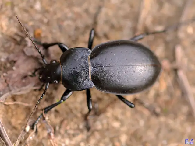 Carabus hungaricus - magyar futrinka Carabus hungaricus - magyar futrinka