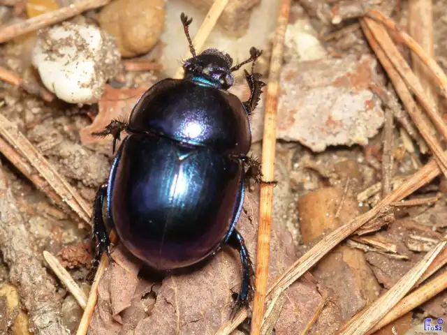 Trypocopris vernalis - tavaszi álganéjtúró