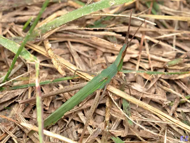 Acrida ungarica - sisakos sáska