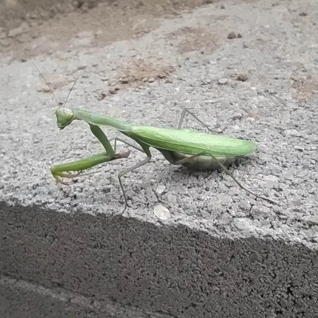 Mantis religiosa - imádkozósáska