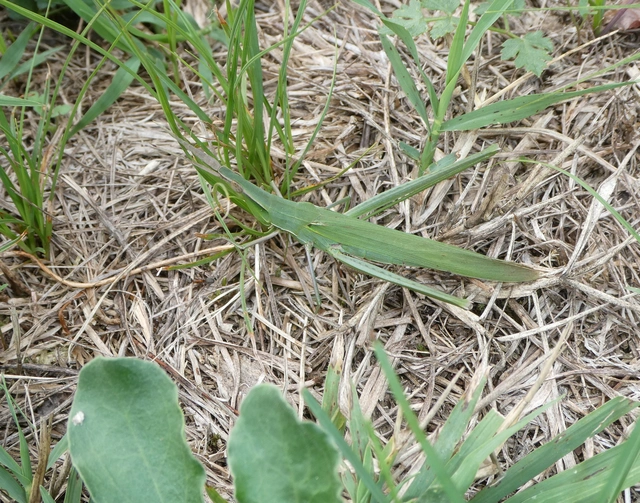 Acrida ungarica - sisakos sáska