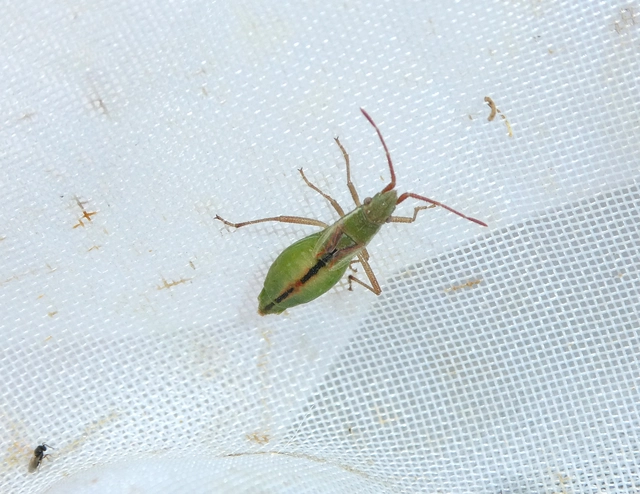 Myrmus miriformis - kurtaszárnyú karimáspoloska