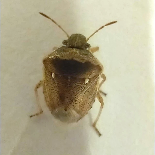Eysarcoris ventralis - fakó feketefejű-poloska Eysarcoris ventralis - fakó feketefejű-poloska