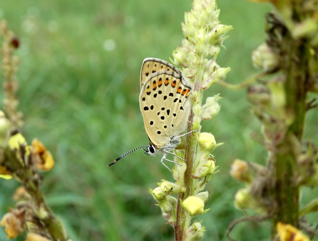 Lycaena tityrus - barna tűzlepke