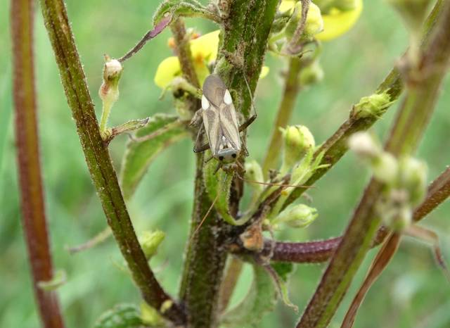 Adelphocoris lineolatus - lucernapoloska