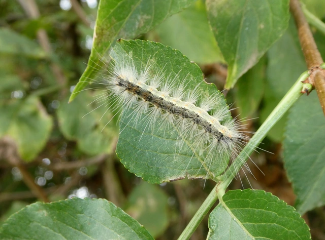 Hyphantria cunea - amerikai fehér medvelepke