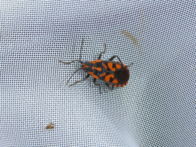 Spilostethus saxatilis - virágbodobács