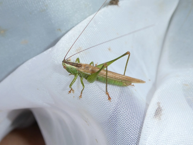 Conocephalus fuscus - kis kúpfejűszöcske