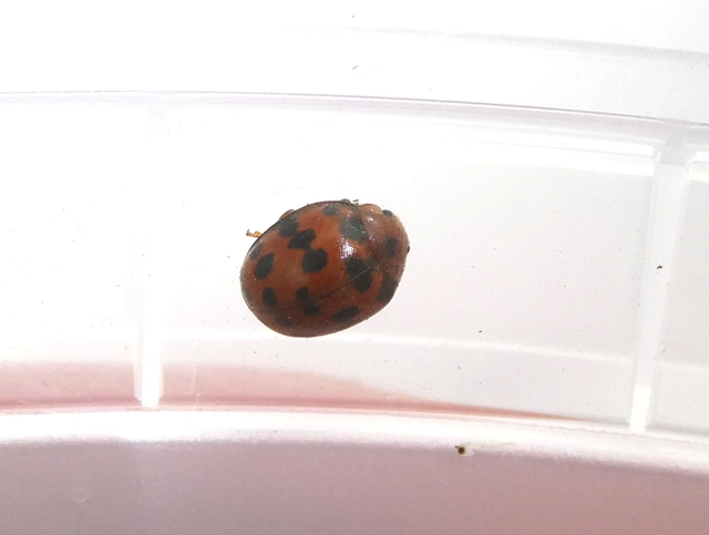 Subcoccinella vigintiquatuorpunctata - lucernaböde