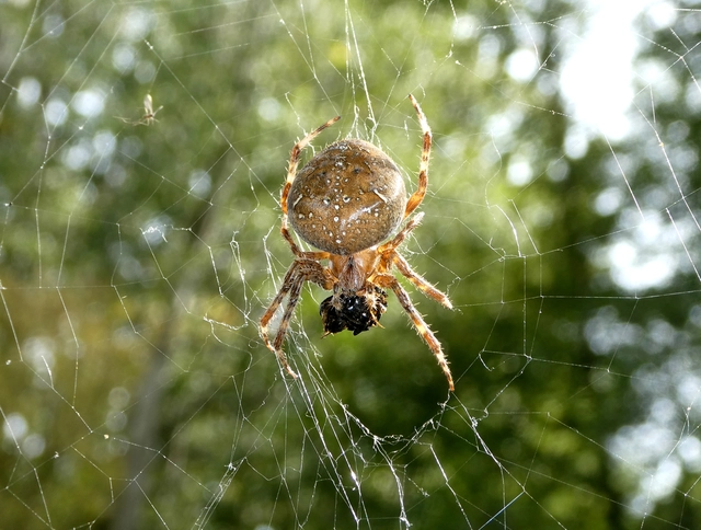 Araneus diadematus - koronás keresztespók