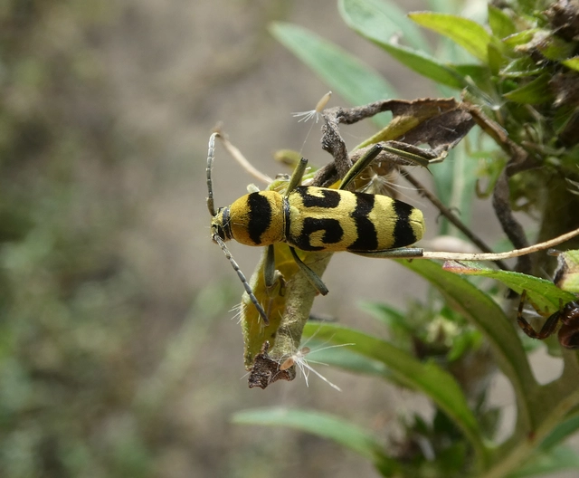 Chlorophorus varius - díszes darázscincér Chlorophorus varius - díszes darázscincér