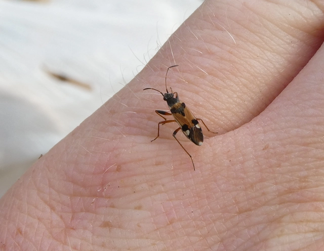 Beosus quadripunctatus - pettyes homokibodobács