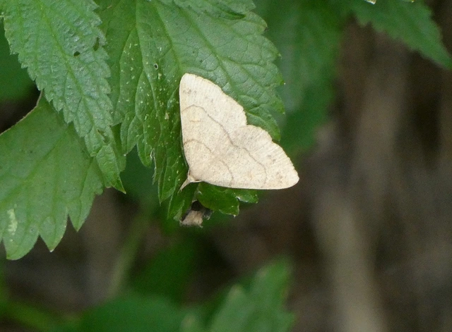 Paracolax tristalis - sárgás karcsúbagoly