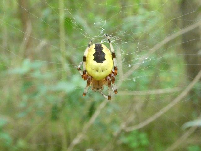 Araneus marmoreus - márványos keresztespók