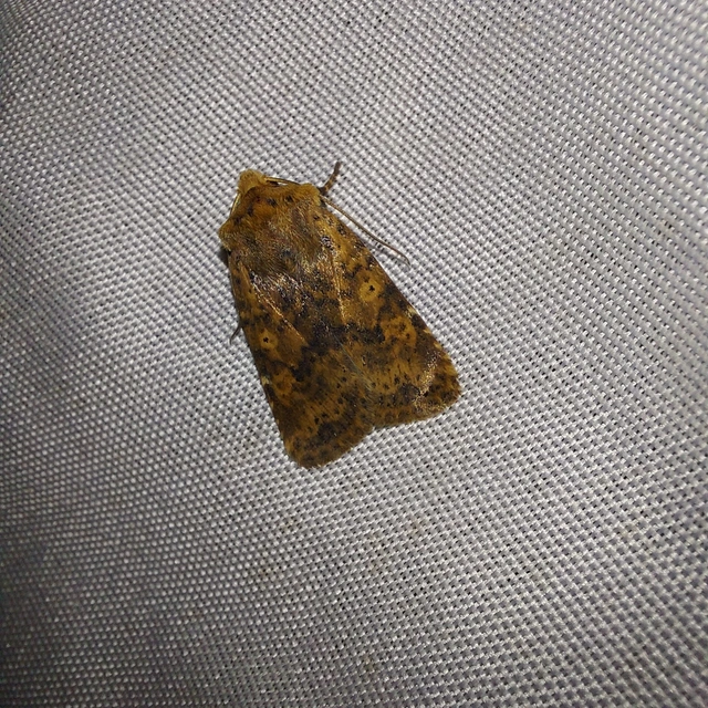 Conistra rubiginea - vörös őszibagoly