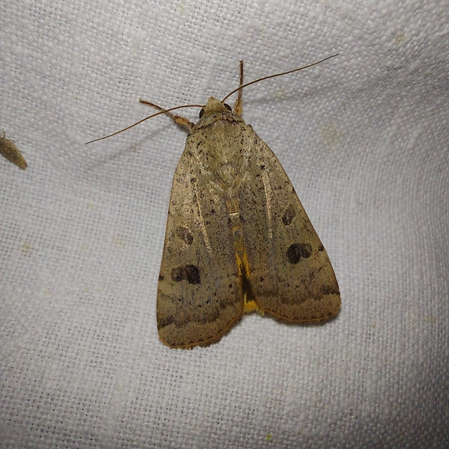 Noctua interposita - köztes sárgafűbagoly