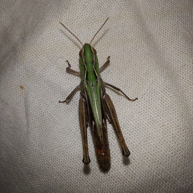 Stenobothrus lineatus - jajgató rétisáska