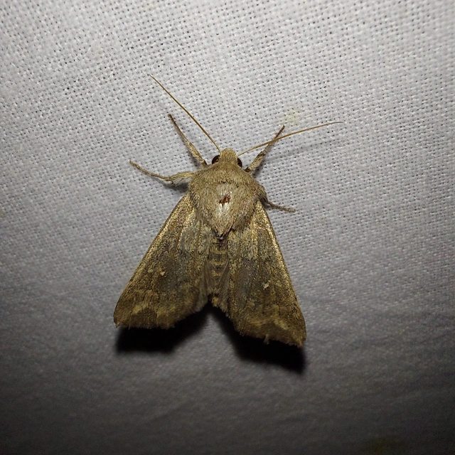 Mythimna albipuncta - fehérpettyes rétibagoly