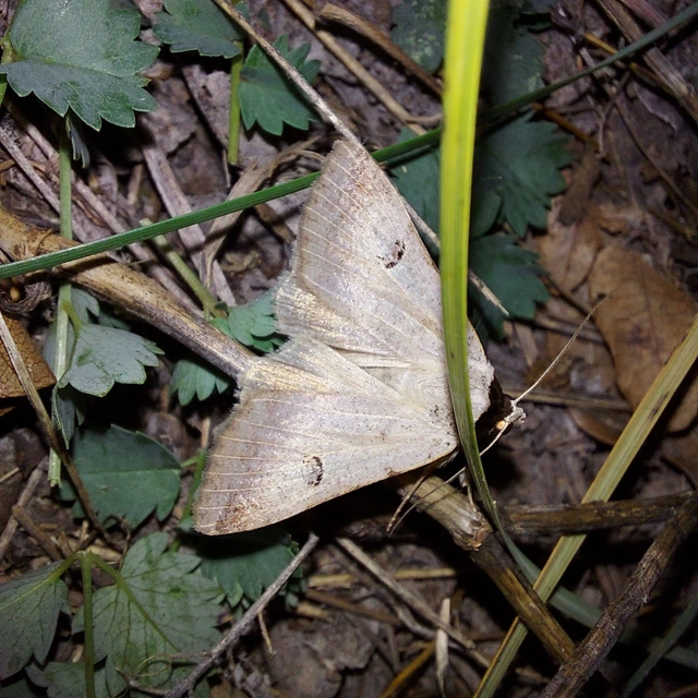 Lygephila craccae - gyakori csüdfűbagoly