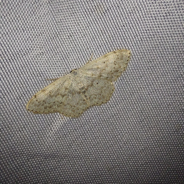 Scopula marginepunctata - pettyes sávosaraszoló
