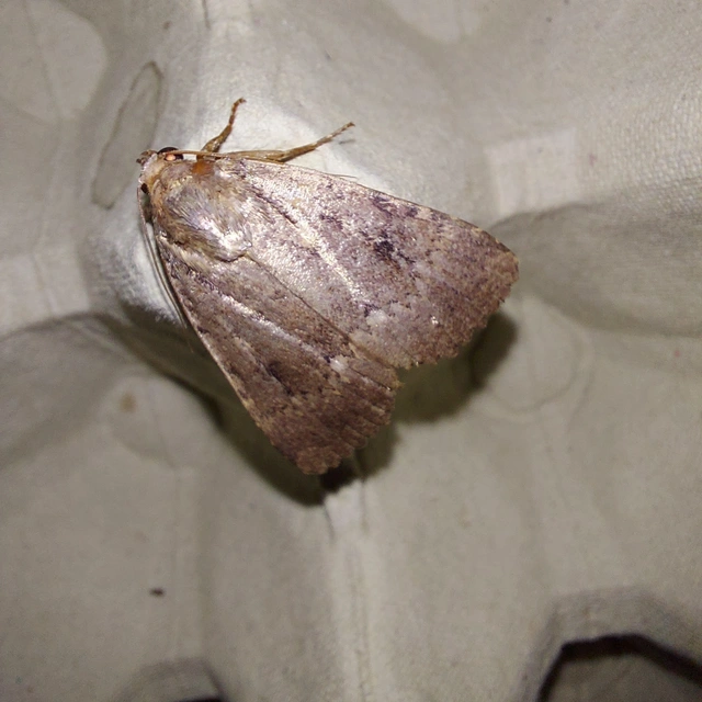 Amphipyra pyramidea - fahéjszínű bagoly