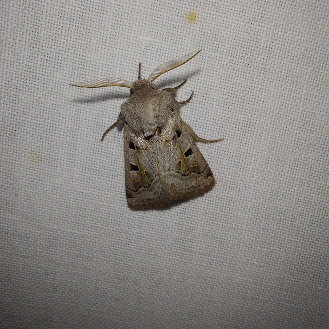 Episema tersa - hármasjegyű liliombagoly