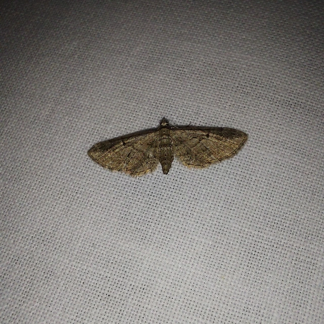 Eupithecia pusillata - lucfenyő-törpearaszoló