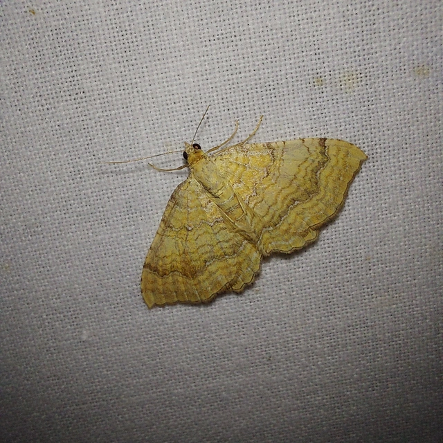 Camptogramma bilineata - kétvonalas sávosaraszoló